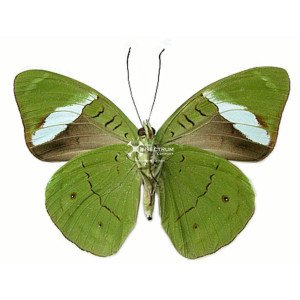 The common olive wing
